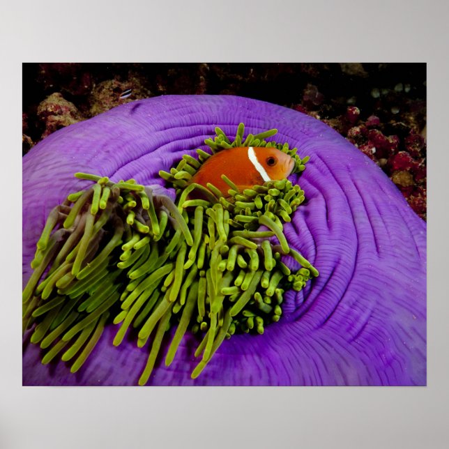 Pôster Anêmono e anêmona grande (Frente)