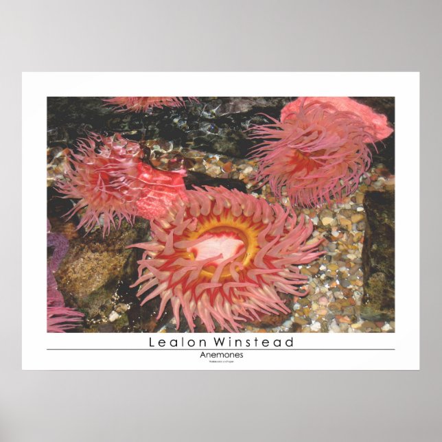 Pôster Anenomos (Frente)