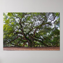 Angel Oak em Johns Island, Carolina do Sul