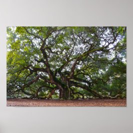 Pôster Angel Oak em Johns Island, Carolina do Sul