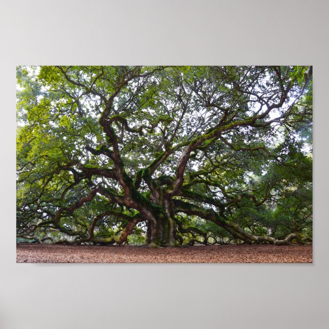 Pôster Angel Oak em Johns Island, Carolina do Sul (Frente)