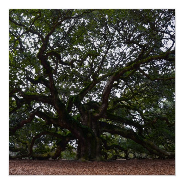 Pôster Angel Oak na Carolina do Sul (Frente)