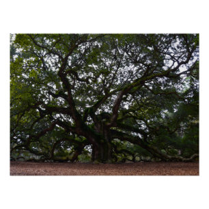 Pôster Angel Oak na Carolina do Sul