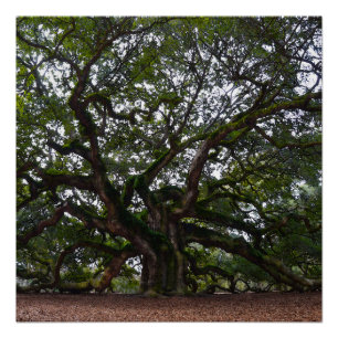 Pôster Angel Oak na Carolina do Sul