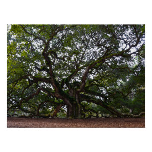 Pôster Angel Oak na Carolina do Sul