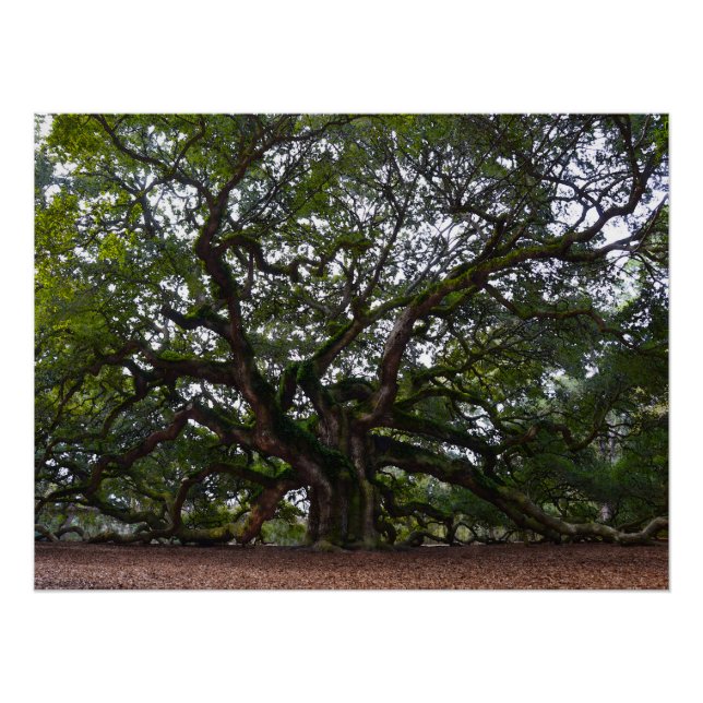 Pôster Angel Oak na Carolina do Sul (Frente)