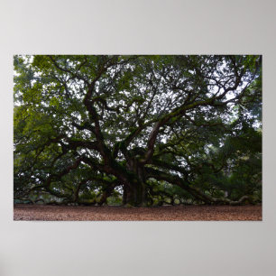 Poster Angel Oak na Ilha John's, Carolina do Sul