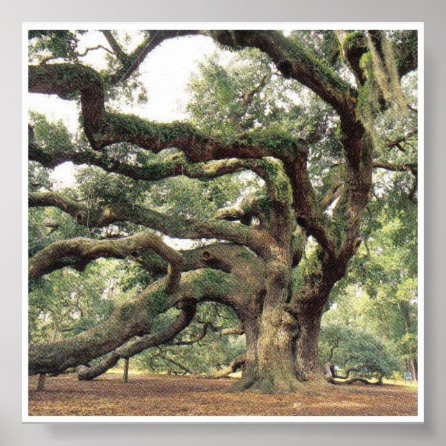 Poster Angel Oak Tree 1,000 years old (Frente)