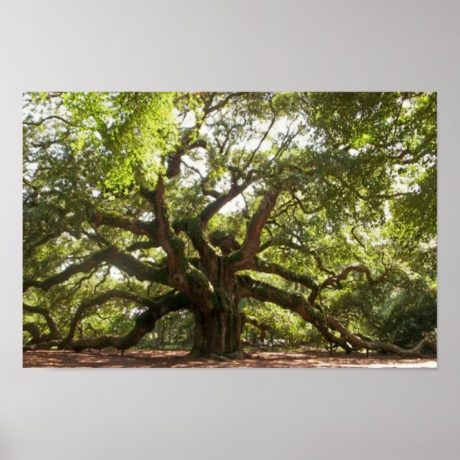 Pôster Angel Oak Tree ~ Johns Island, Carolina do Sul (Frente)