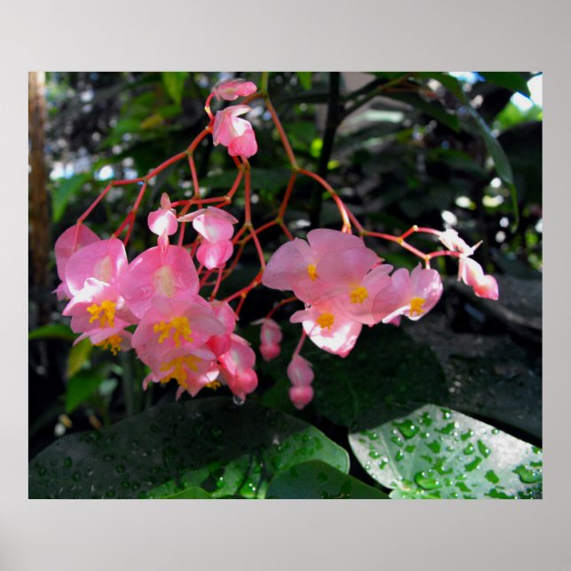 Poster Angel Wing Begonias (Frente)