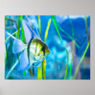 Poster Angelfish