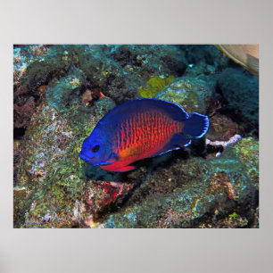 Poster Angelfish