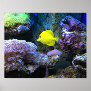 Pôster Angelfish amarelo