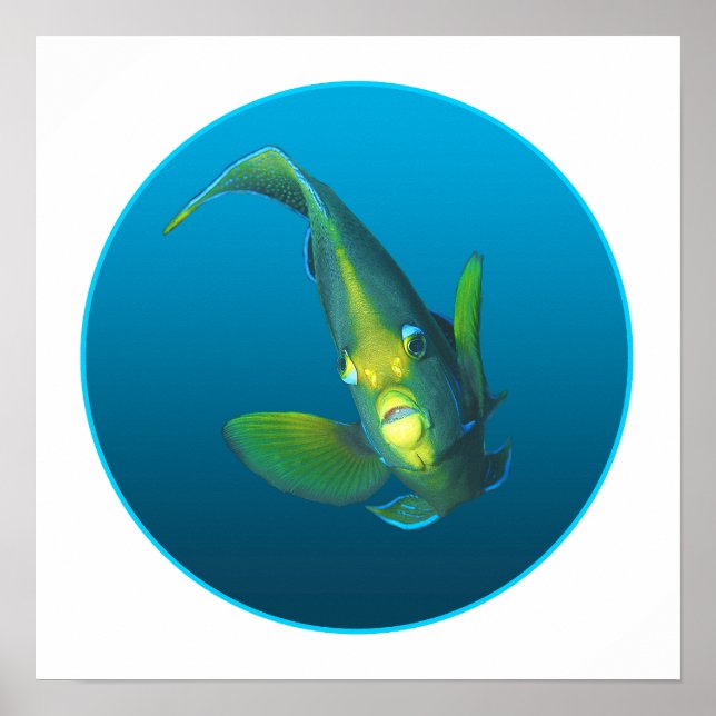 Poster Angelfish - Design sobre fundo azul gradiente | (Frente)