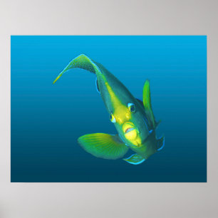 Poster Angelfish - Elegância sobre fundo azul de gradient