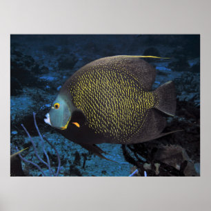 Poster Angelfish francês