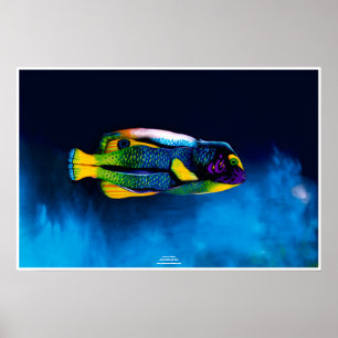 Pôster Angelfish por Johannes Stötter