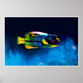 Pôster Angelfish por Johannes Stötter