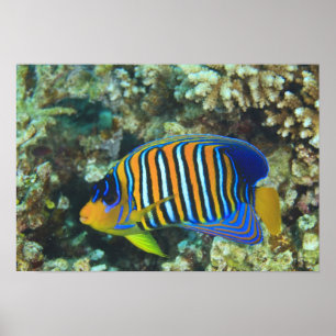 Pôster Angelfish régio juvenil Pygoplites
