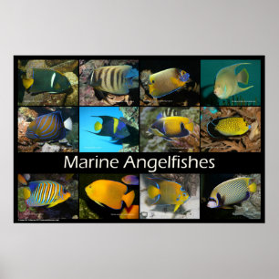 Poster Angelfishes marinhos