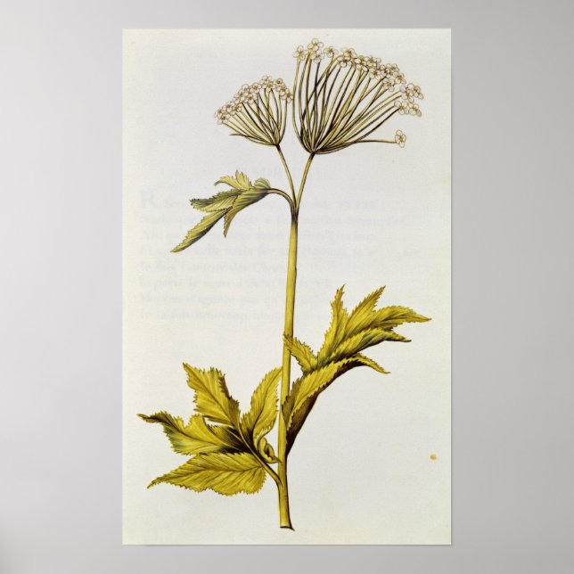 Pôster Angélica, de La Guirlande de Julie, c.1642 (Frente)