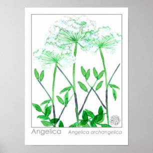 Poster Angélica White Flowers Medicinais Plantas Herbácea
