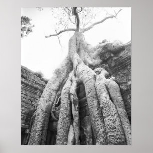 Poster Angkor Camboja, Árvore Ta Prohm