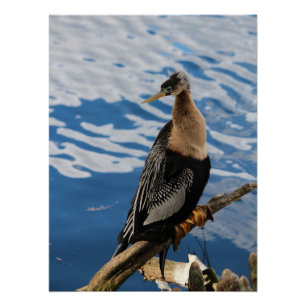 Pôster Anhinga Bird Poster
