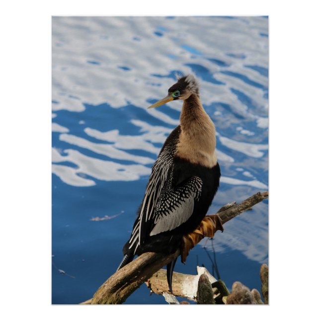 Pôster Anhinga Bird Poster (Frente)