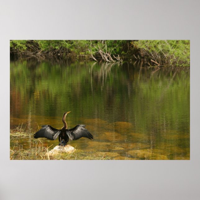 Poster Anhinga nas Everglades (Frente)