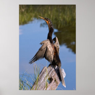 Poster Anhinga no Pond