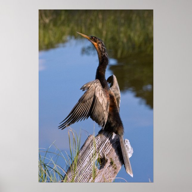 Poster Anhinga no Pond (Frente)