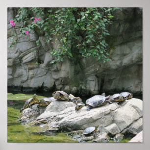 Poster animais, água, tartarugas, pedras, flores, naturez