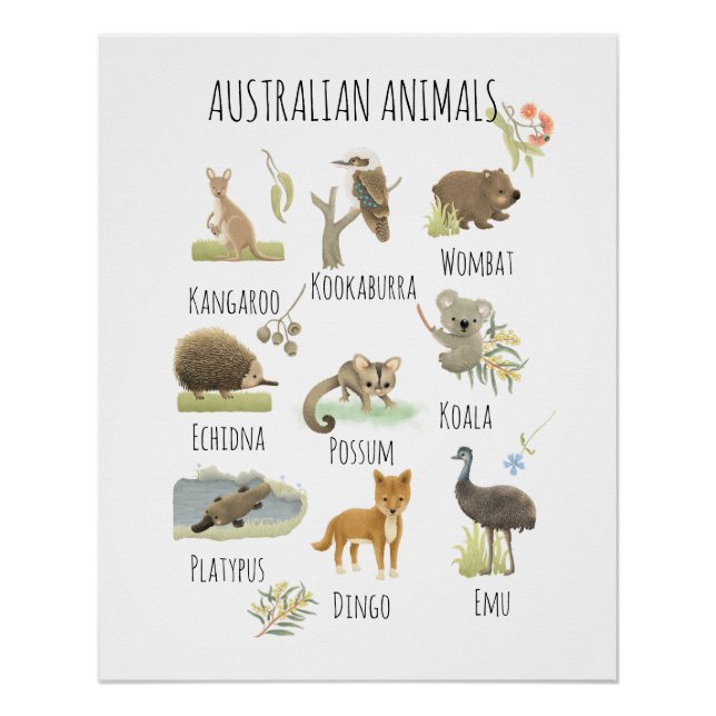 Pôster Animais australianos (Frente)