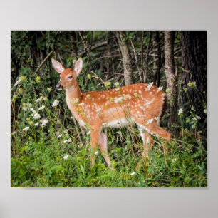 Poster Animais Bebês Corça Veado