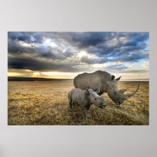 Poster Animais Bebês Mais Fofos Rinoceronte Branco e Fi