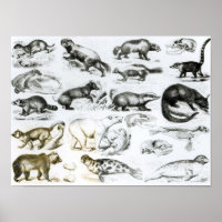 Animais Carnívoros