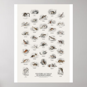 Poster Animais com Bolsa - Biblioteca do Naturalista