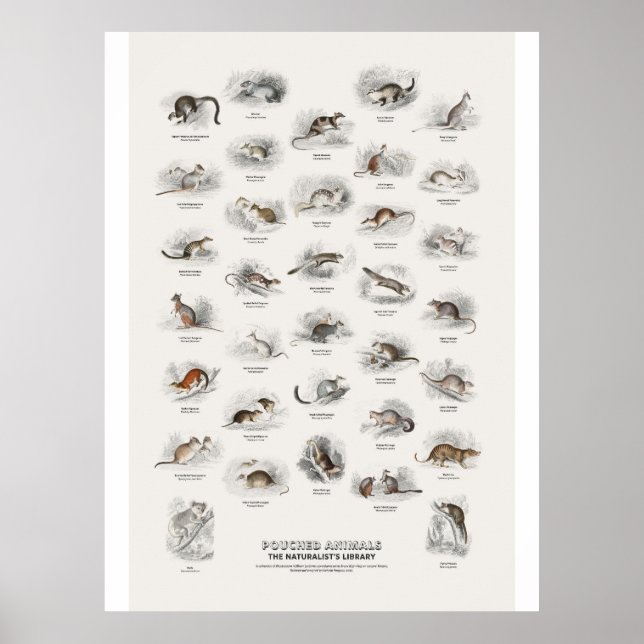Poster Animais com Bolsa - Biblioteca do Naturalista (Frente)