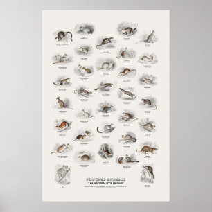 Poster Animais com Bolsa - Biblioteca do Naturalista