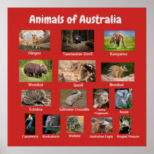 Poster Animais da Austrália