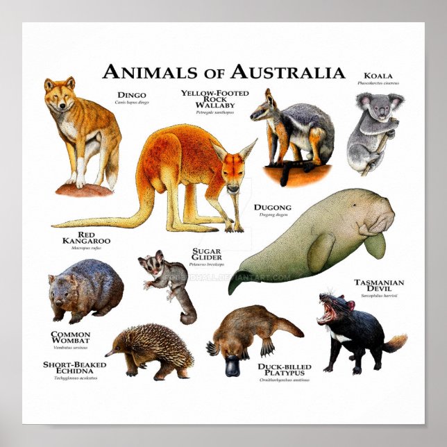 Poster Animais da Austrália (Frente)