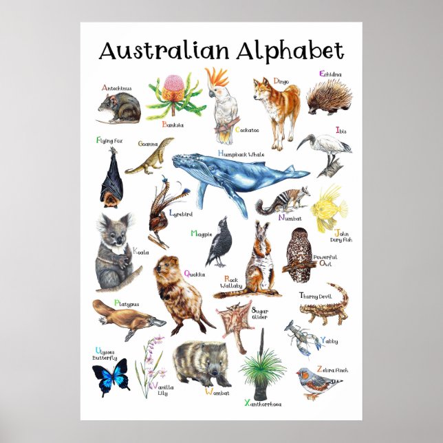 Poster Animais da Austrália (Frente)