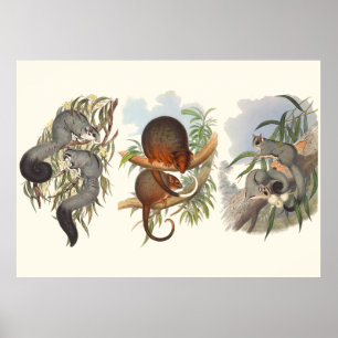 Pôster Animais Da Austrália Os Três Possíveis
