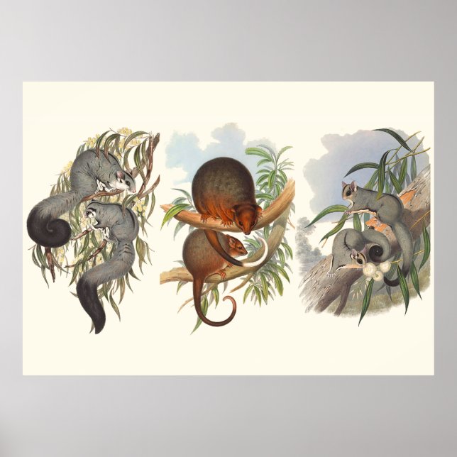 Pôster Animais Da Austrália Os Três Possíveis (Frente)