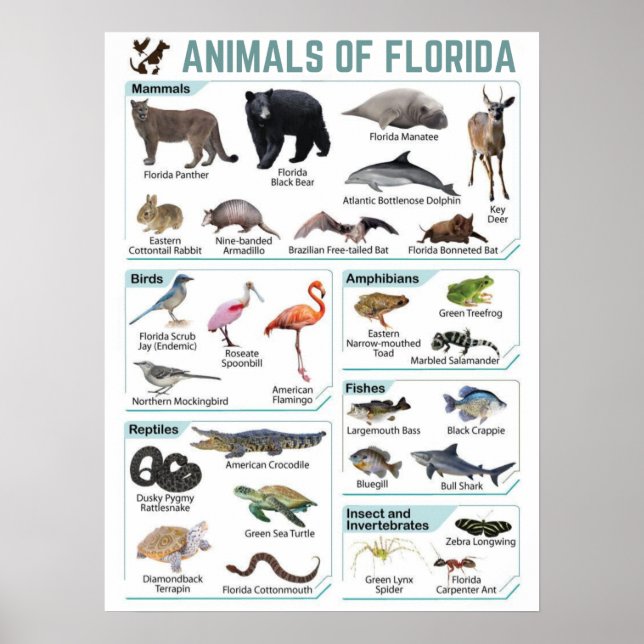 Poster Animais da Flórida, da Flórida usa selvagem (Frente)