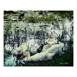 Pôster Animais das Aves Selvagens