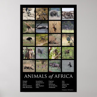 Pôster Animais de África