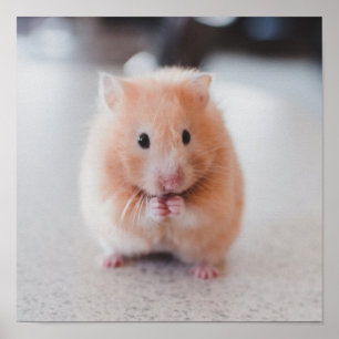 Poster Animais de Amor de Hamster Bonito