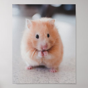 Poster Animais de Amor de Hamster Bonito